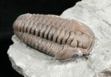 Flexicalymene Trilobite from Ohio - D #5915-1